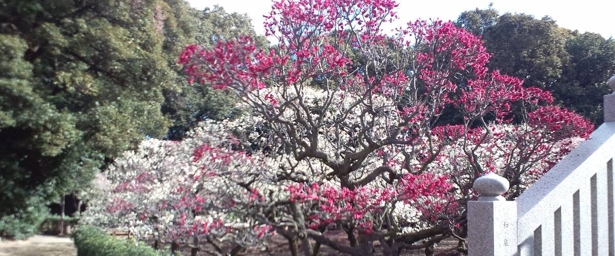 A pathway lined with trees, including a prominent tree with pink blossoms.