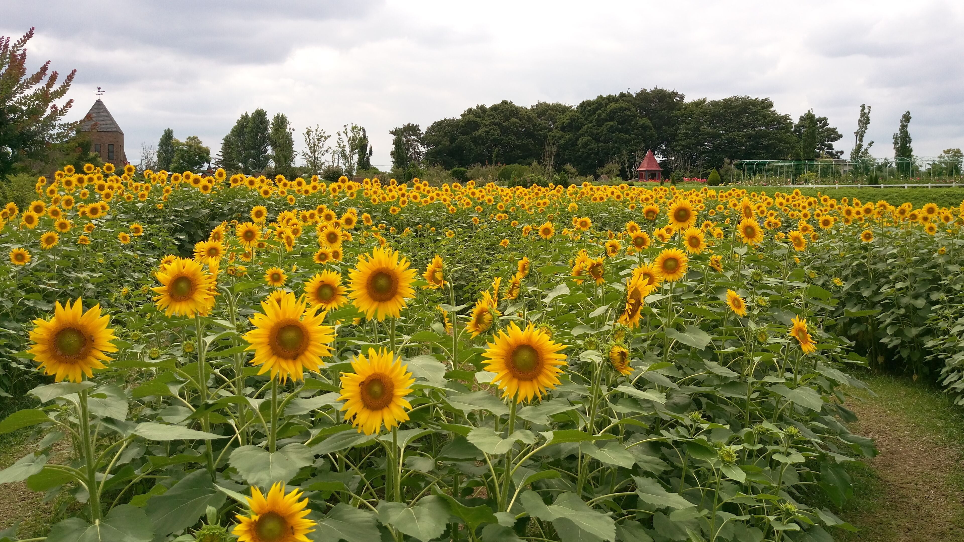A sunflower field with a red-roofed building in the background.