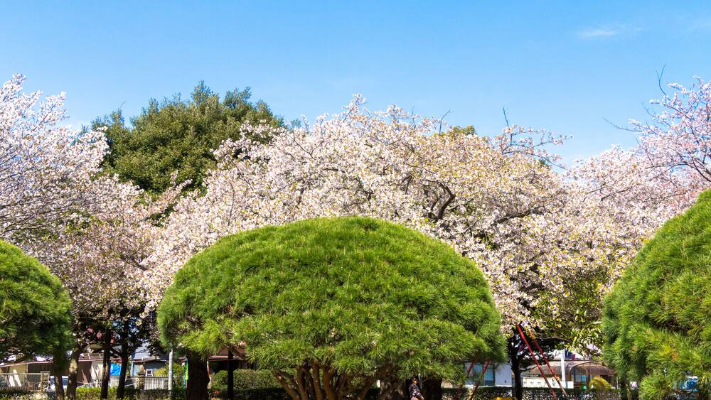 Cherry blossoms blooming park / Mitaki Park in Funabashi City, Chiba Prefecture, Japan