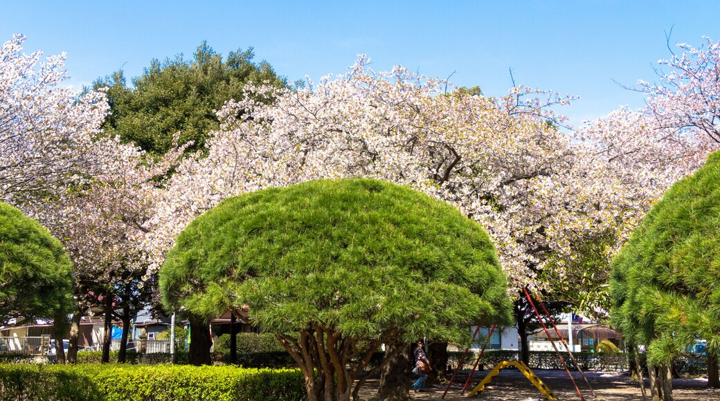 Kashiwa