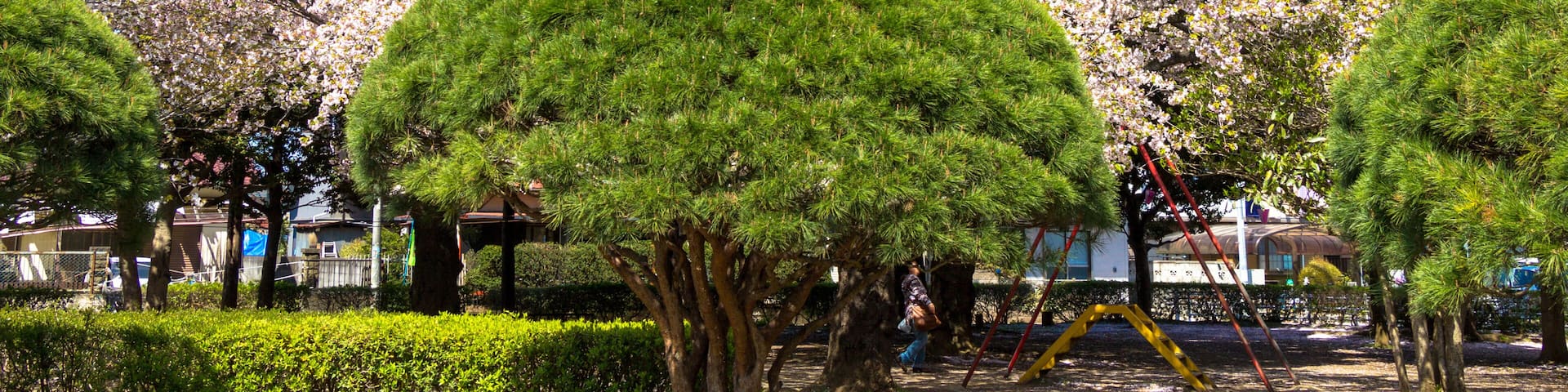 Cherry blossoms blooming park / Mitaki Park in Funabashi City, Chiba Prefecture, Japan