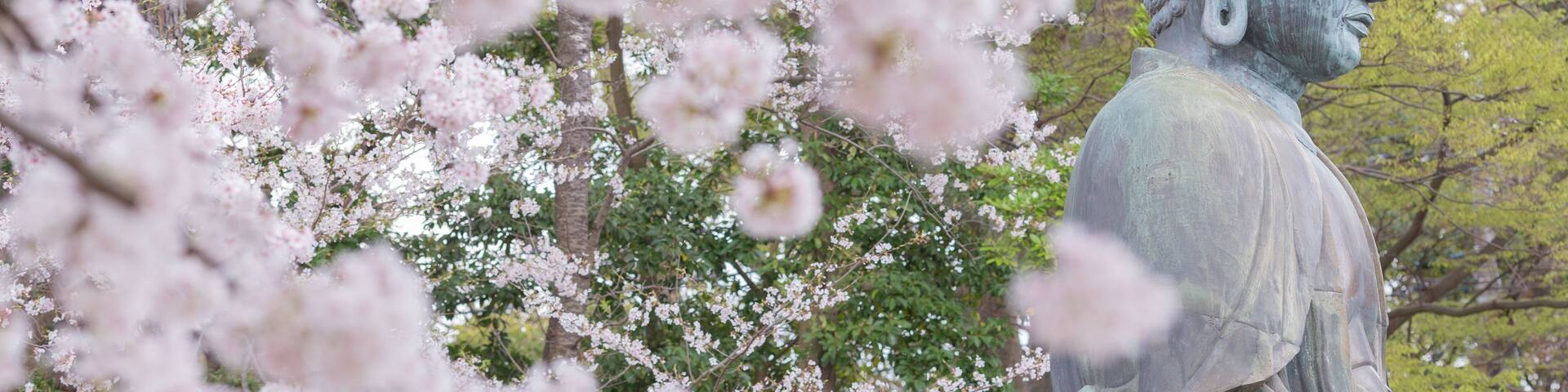 a huge buddhism statue and fully blooming japanese cherry blossom sakura in hokkekyo temple in ichikawa city