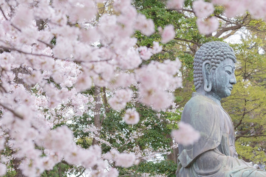 A large Buddha statue surrounded by cherry blossoms.