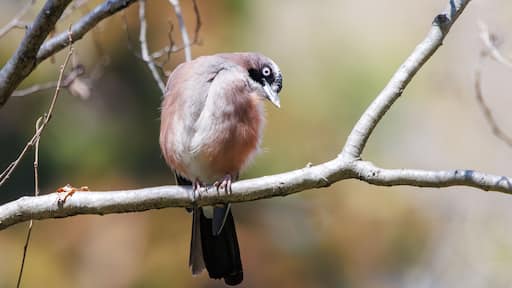 美しいカケス(カラス科)
日本国千葉県市川市、大町公園自然観察園にて。
2024年3月30日撮影。
Beautiful Eurasian Jay (Garrulus glandarius, family comprising crows).
At Omachi park natural observation garden, Ichikawa, Chiba, Japan,
photo by