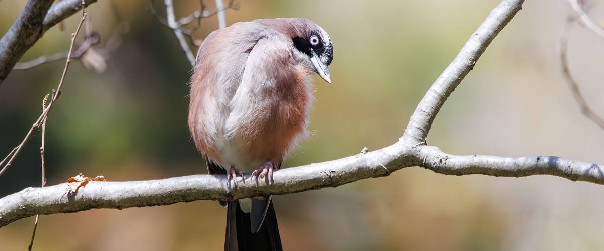 A bird perched on a branch.