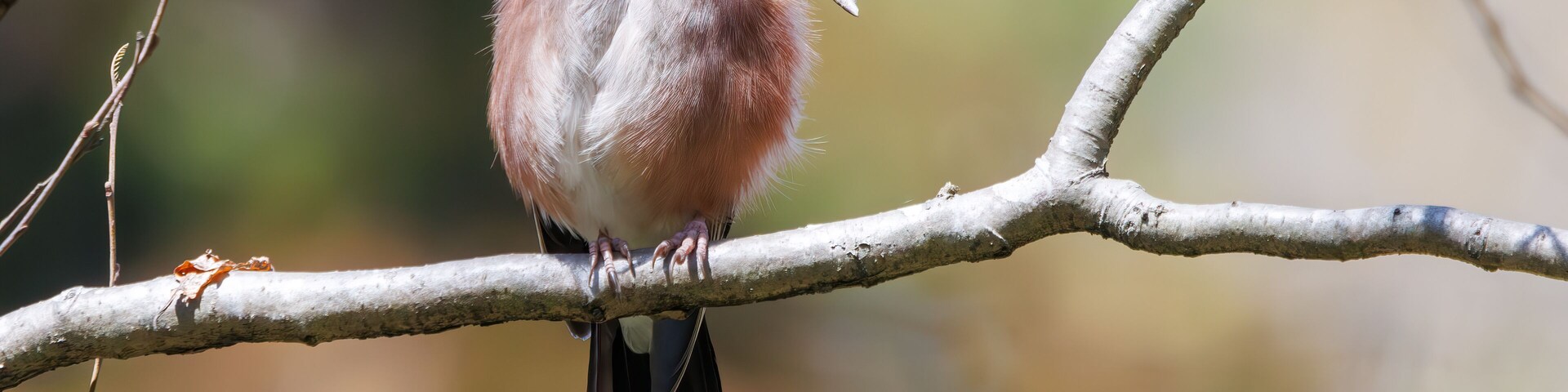 A bird perched on a branch.