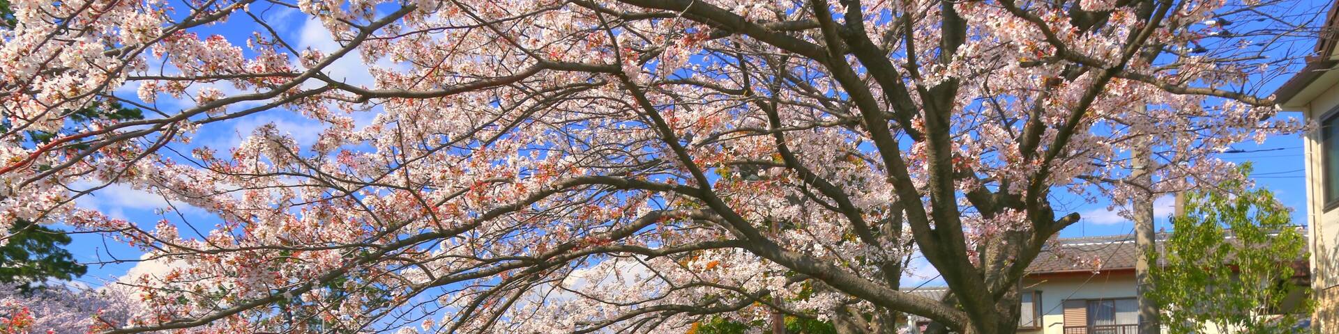 A pathway lined with cherry blossoms, a metal railing, and a brick-paved walkway.