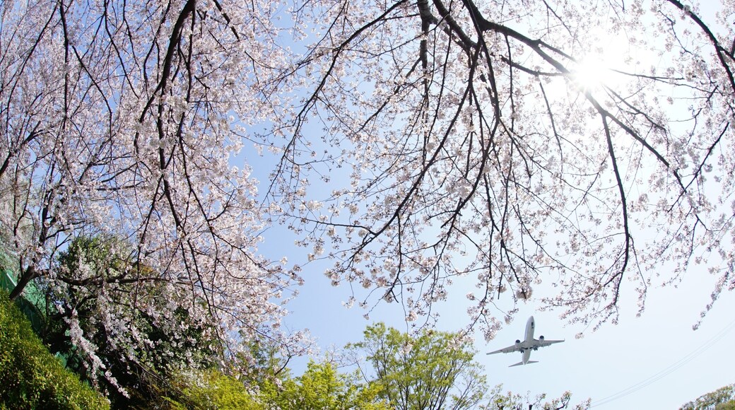 Airliner approaching to OSAKA ITAMI airport with cherry blossom in full bloom