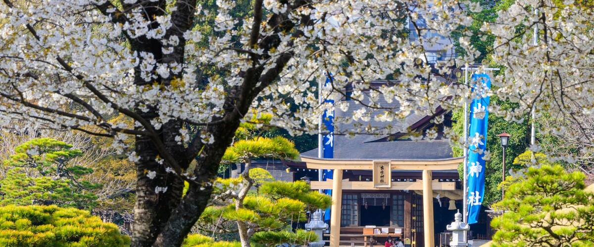 桜咲く神社鳥居風景(出水神社・水前寺成趣園)
Sakura blooming shrine torii scenery (Izumi Shrine, Suizenji Jojuen)
日本2022年(3月)撮影
Taken in Japan 2022 (March)
九州・熊本県(水前寺成趣園)
Kyushu / Kumamoto Prefecture (Suizenji Jojuen)