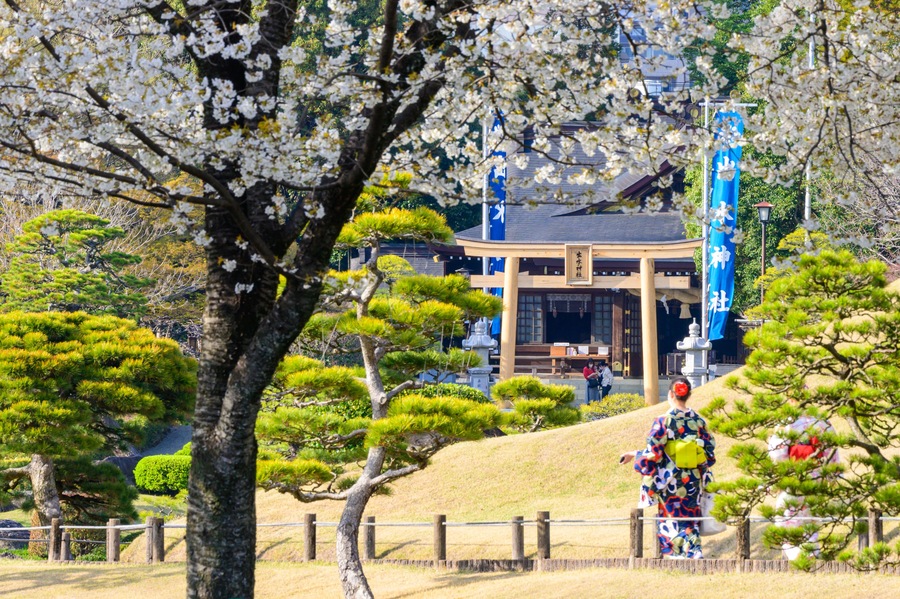 桜咲く神社鳥居風景(出水神社・水前寺成趣園)
Sakura blooming shrine torii scenery (Izumi Shrine, Suizenji Jojuen)
日本2022年(3月)撮影
Taken in Japan 2022 (March)
九州・熊本県(水前寺成趣園)
Kyushu / Kumamoto Prefecture (Suizenji Jojuen)