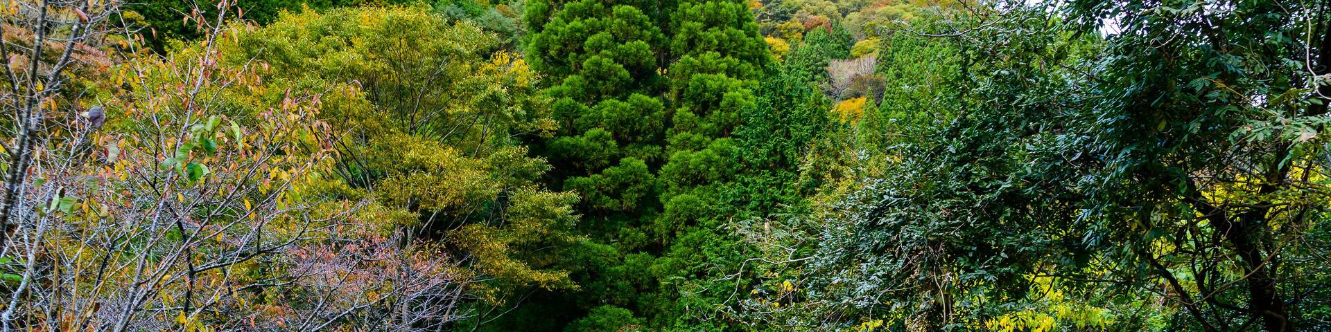 秘境紅葉風景「樅木の吊橋」かやぶき屋根と紅葉景色 Unexplored autumnal scenery "Momigi Suspension Bridge" Thatched roof and autumnal scenery 日本2020年秋撮影 Photographed in autumn 2020 in Japan (五家荘)九州・熊本県八代市泉町 (Gokanoshō) Izumi