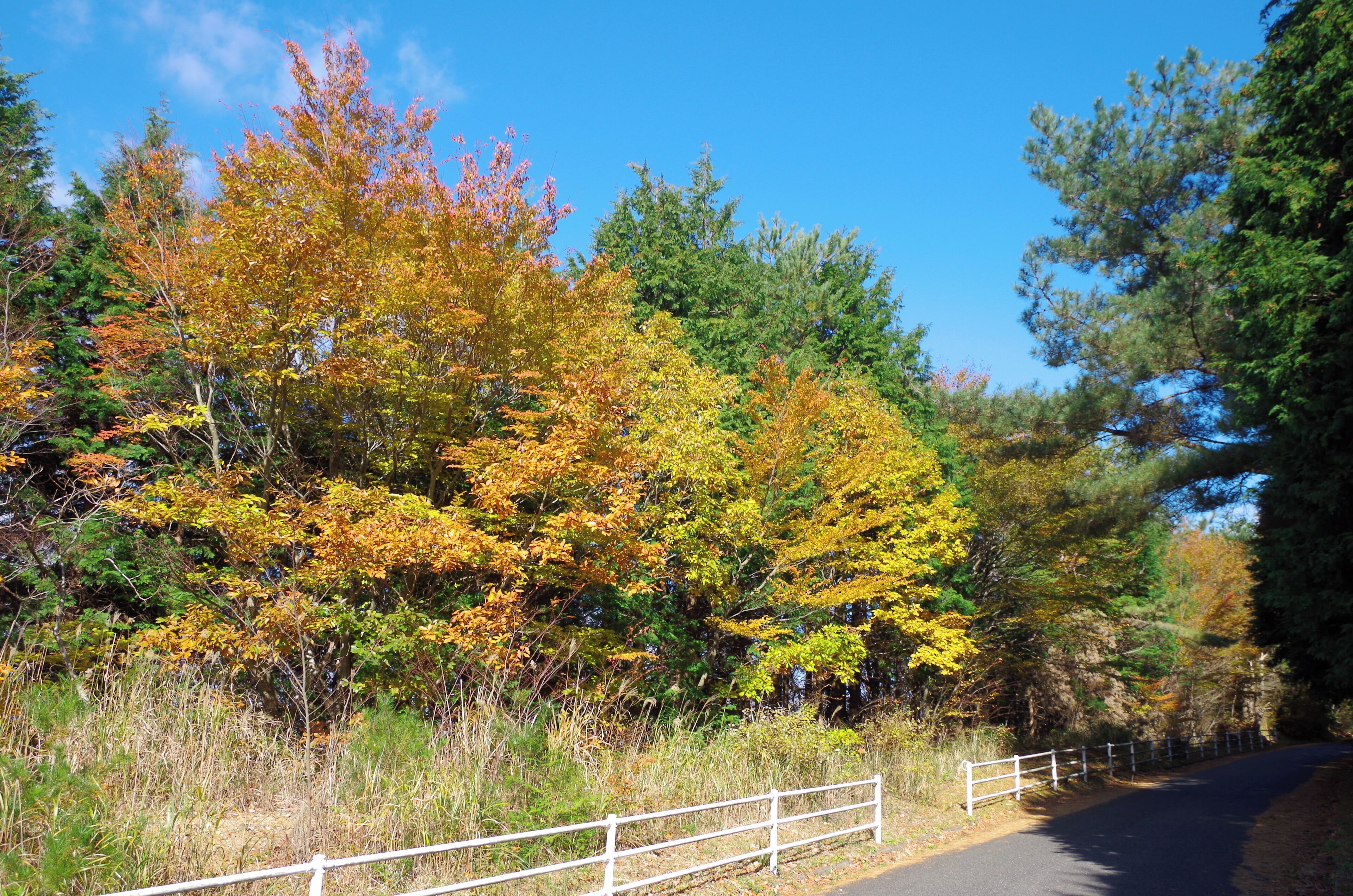 林道牛滝線 2013.11.23