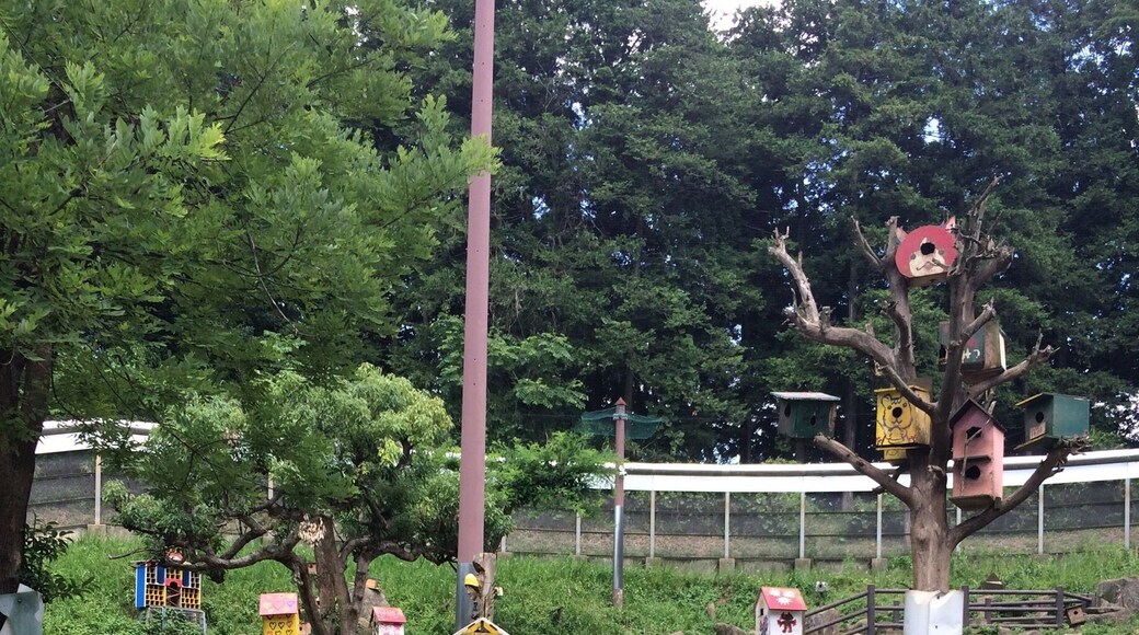 Quite an unusual little place. Open space full of squirrels that you can feed for 100yen. The park also has hamsters,bunnys, and tortoises that you can feed too. If you hv children they will really enjoy it.
