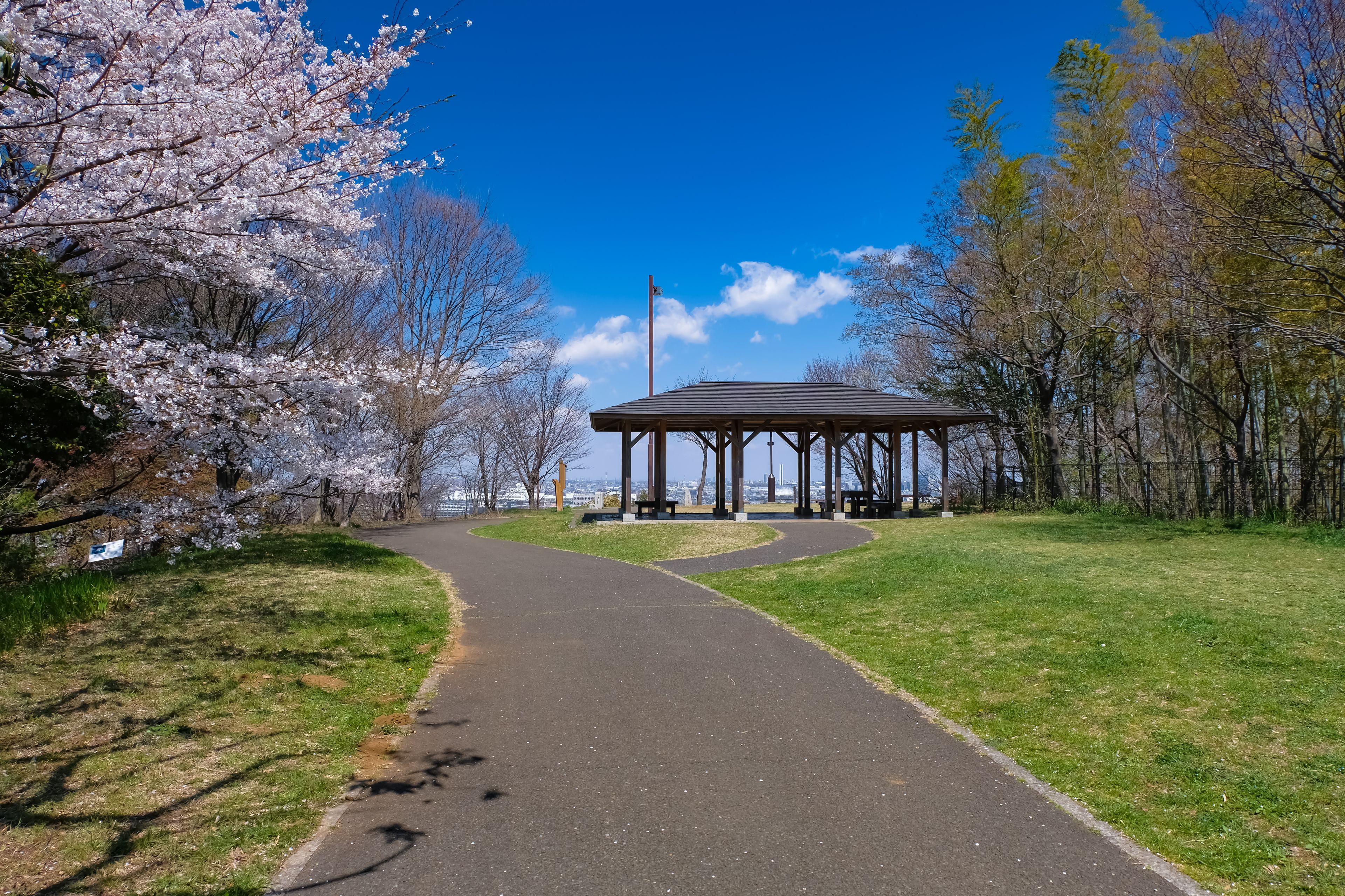 春 多摩市 都立桜ヶ丘公園 ゆうひの丘