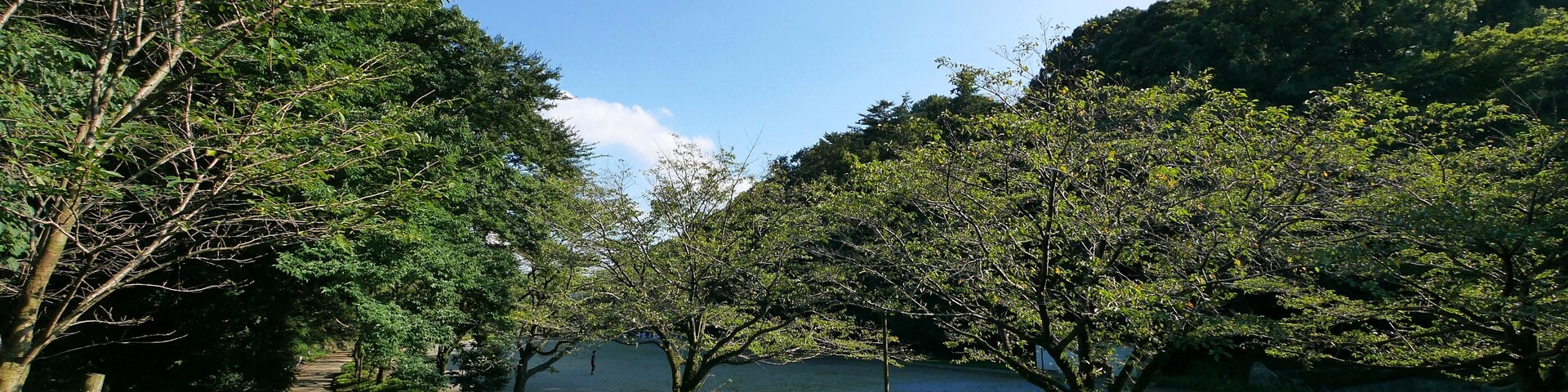 Un parque con un sendero pavimentado, árboles y bancos.