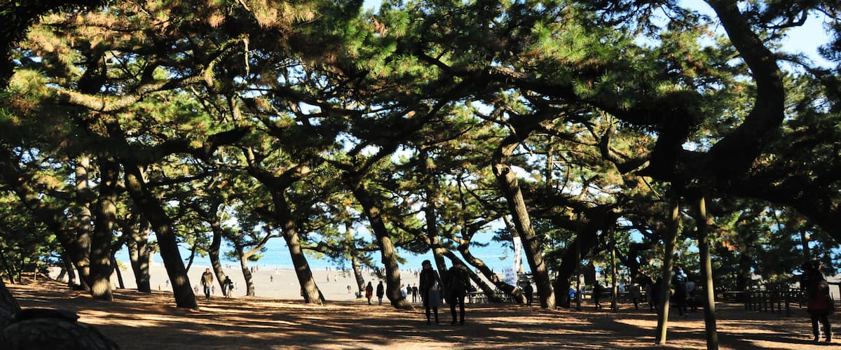 A park with tall trees and a beach in the background.