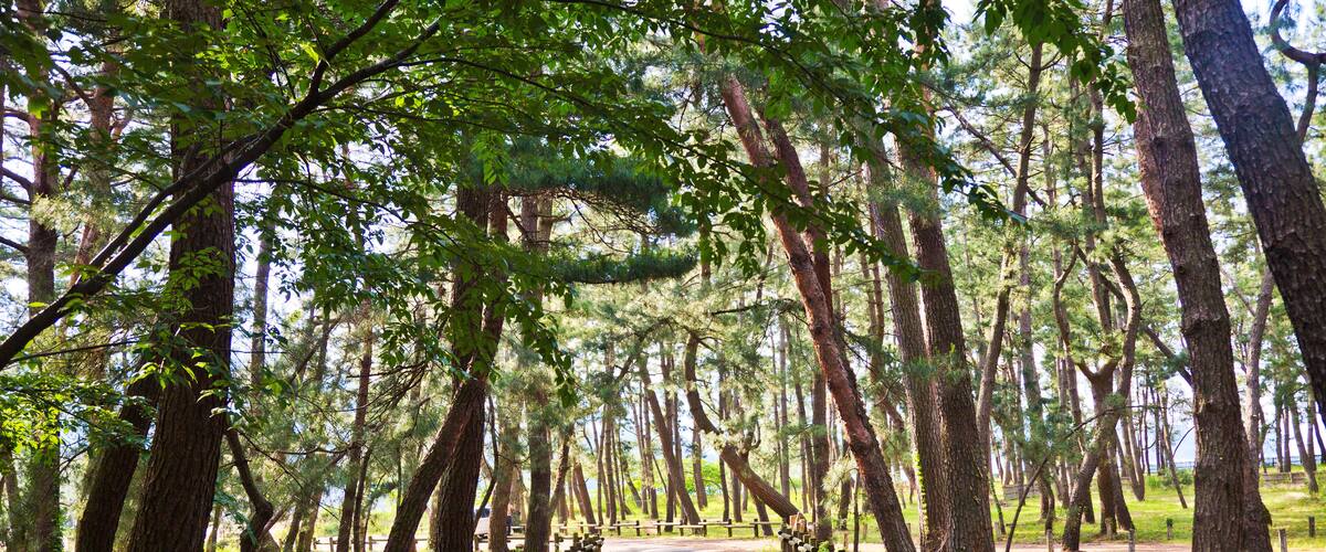 The Pine forest at Kehi no Matsubara beach in Tsuruga city, Fukui, Japan.