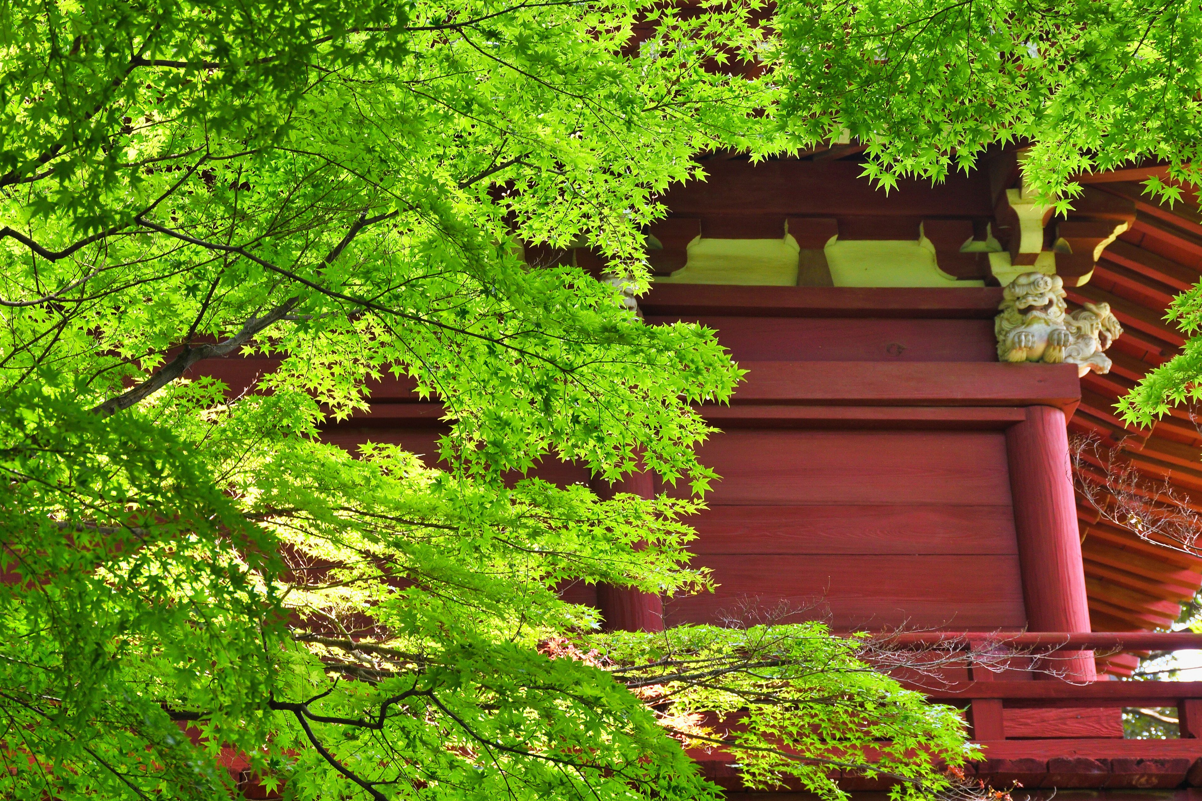 本土寺　美しい青もみじ　背景素材　コピースペースあり（日本千葉県松戸市）　Hondo-ji Temple（Hondoji Temple): Beautiful green maple leaves, background material with copy space (Matsudo City, Chiba Prefecture, Japan)