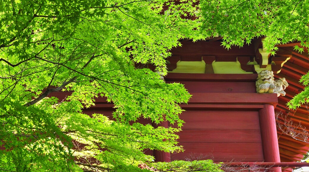 本土寺 美しい青もみじ 背景素材 コピースペースあり(日本千葉県松戸市) Hondo-ji Temple(Hondoji Temple): Beautiful green maple leaves, background material with copy space (Matsudo City, Chiba Prefecture, Japan)