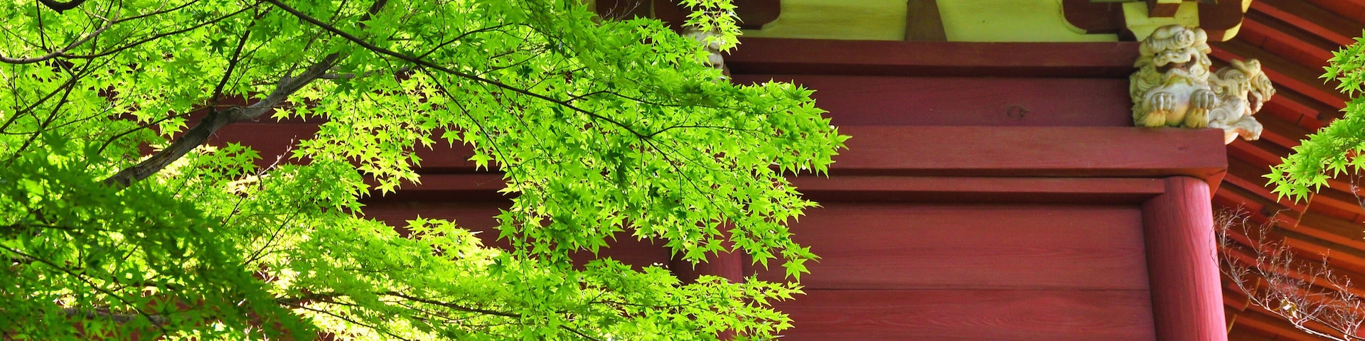 本土寺 美しい青もみじ 背景素材 コピースペースあり(日本千葉県松戸市) Hondo-ji Temple(Hondoji Temple): Beautiful green maple leaves, background material with copy space (Matsudo City, Chiba Prefecture, Japan)