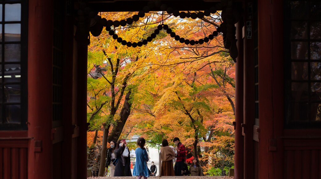 autumn orange leaves of the trees seen through the temple gate in matsudo hondoji temple