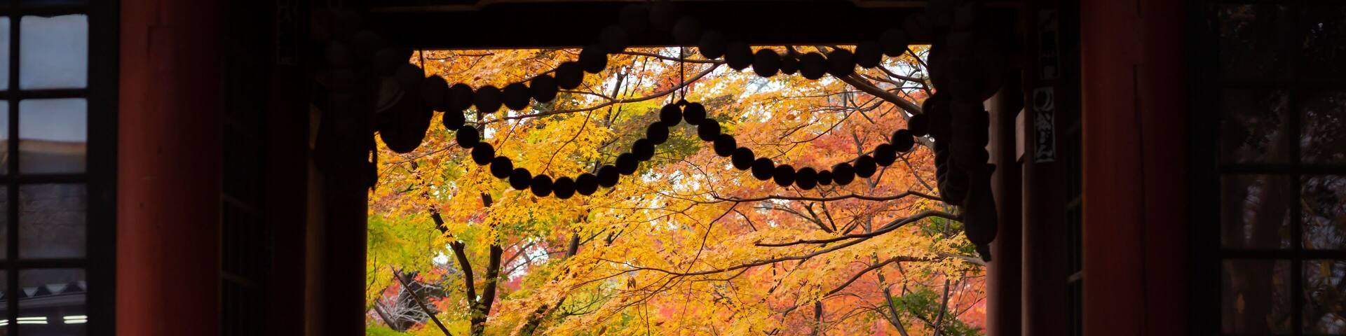 autumn orange leaves of the trees seen through the temple gate in matsudo hondoji temple