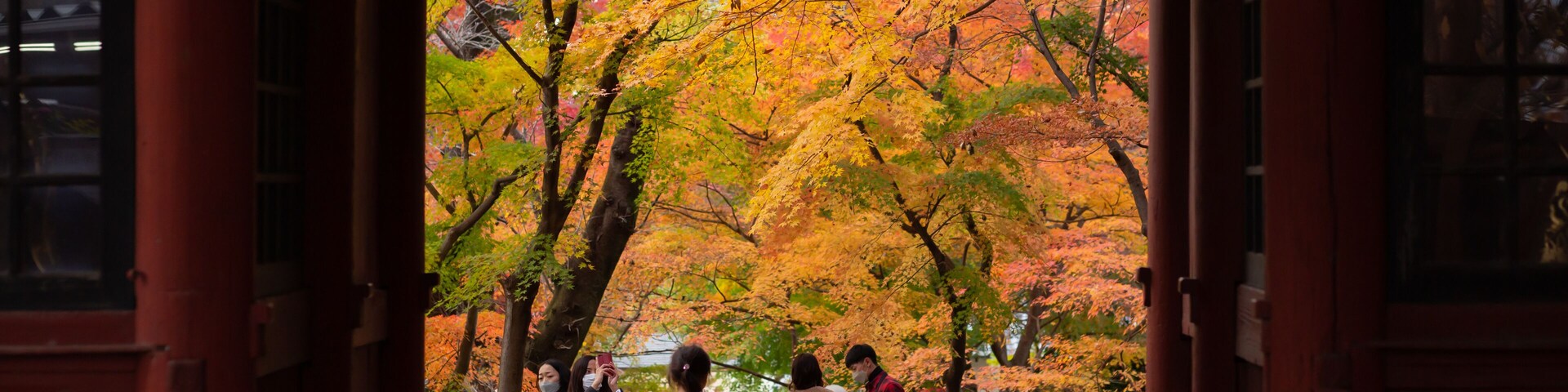 autumn orange leaves of the trees seen through the temple gate in matsudo hondoji temple