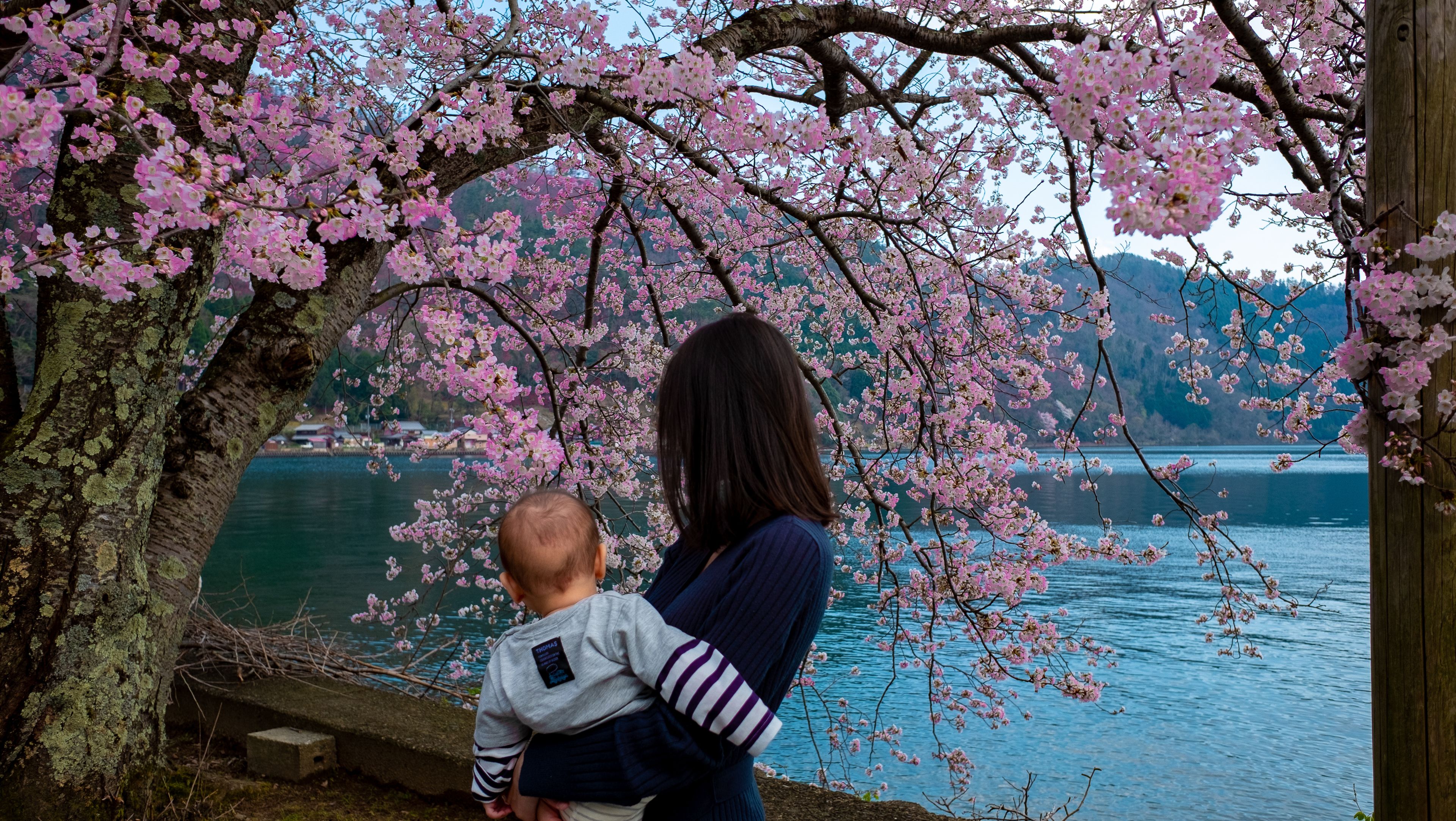 Una mujer sostiene a un niño cerca de un cerezo con vistas a un lago.
