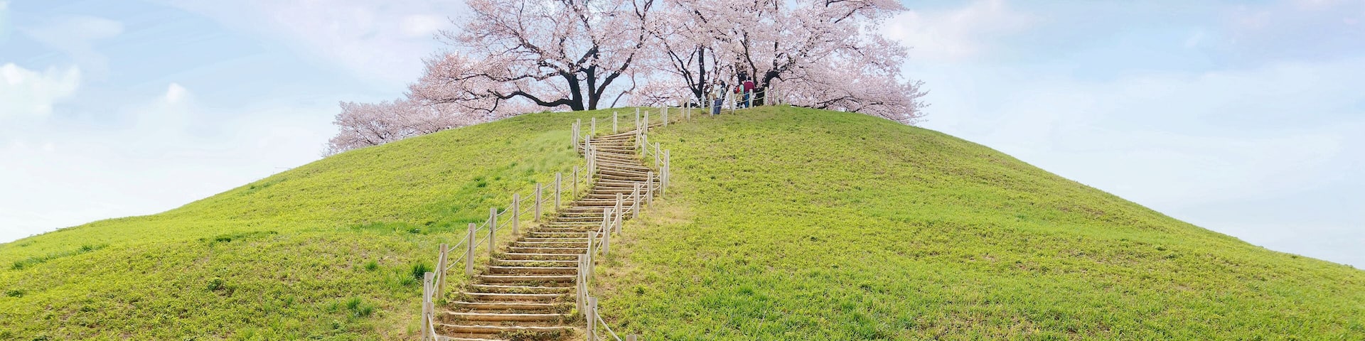 Spring scenery of Japanese countryside with a stairway winding upward thru the green grassy meadows to the hilltop and romantic cherry blossom trees (Sakura) blooming under blue sky, in Saitama, Japan