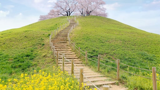 Spring scenery of Japanese countryside with a stairway winding upward thru the green grassy meadows to the hilltop and romantic cherry blossom trees (Sakura) blooming under blue sky, in Saitama, Japan