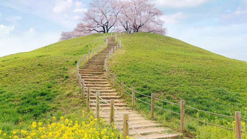 A wooden staircase leading up a grassy hill with blooming yellow flowers and cherry blossoms in the background.