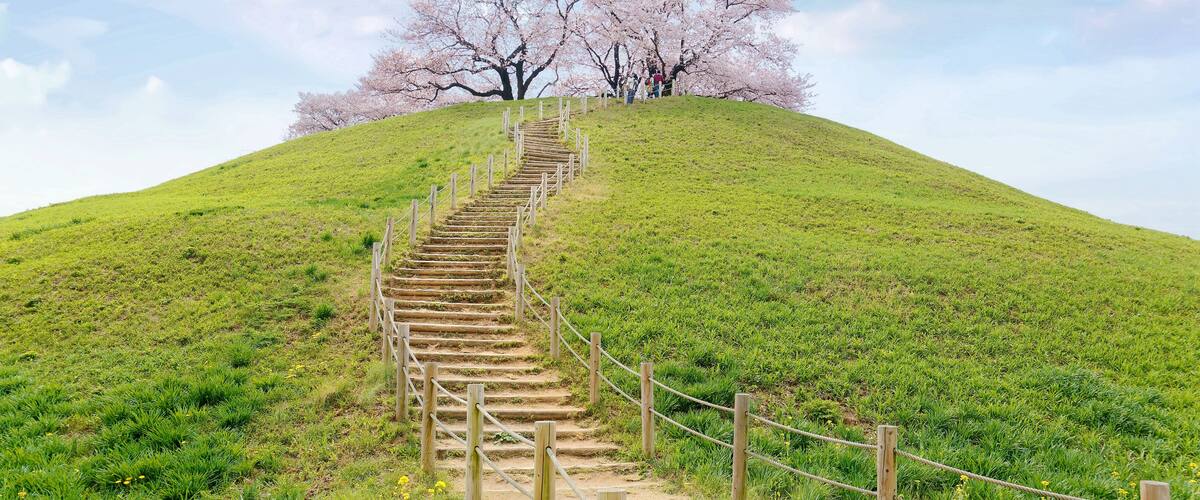 A wooden staircase leading up a grassy hill with blooming yellow flowers and cherry blossoms in the background.