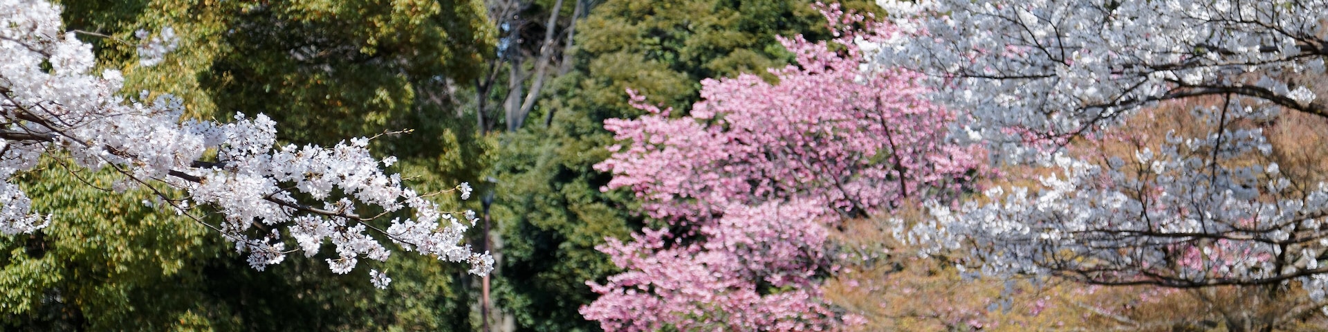 A park with cherry blossoms, people sitting on the grass, and trees in the background.