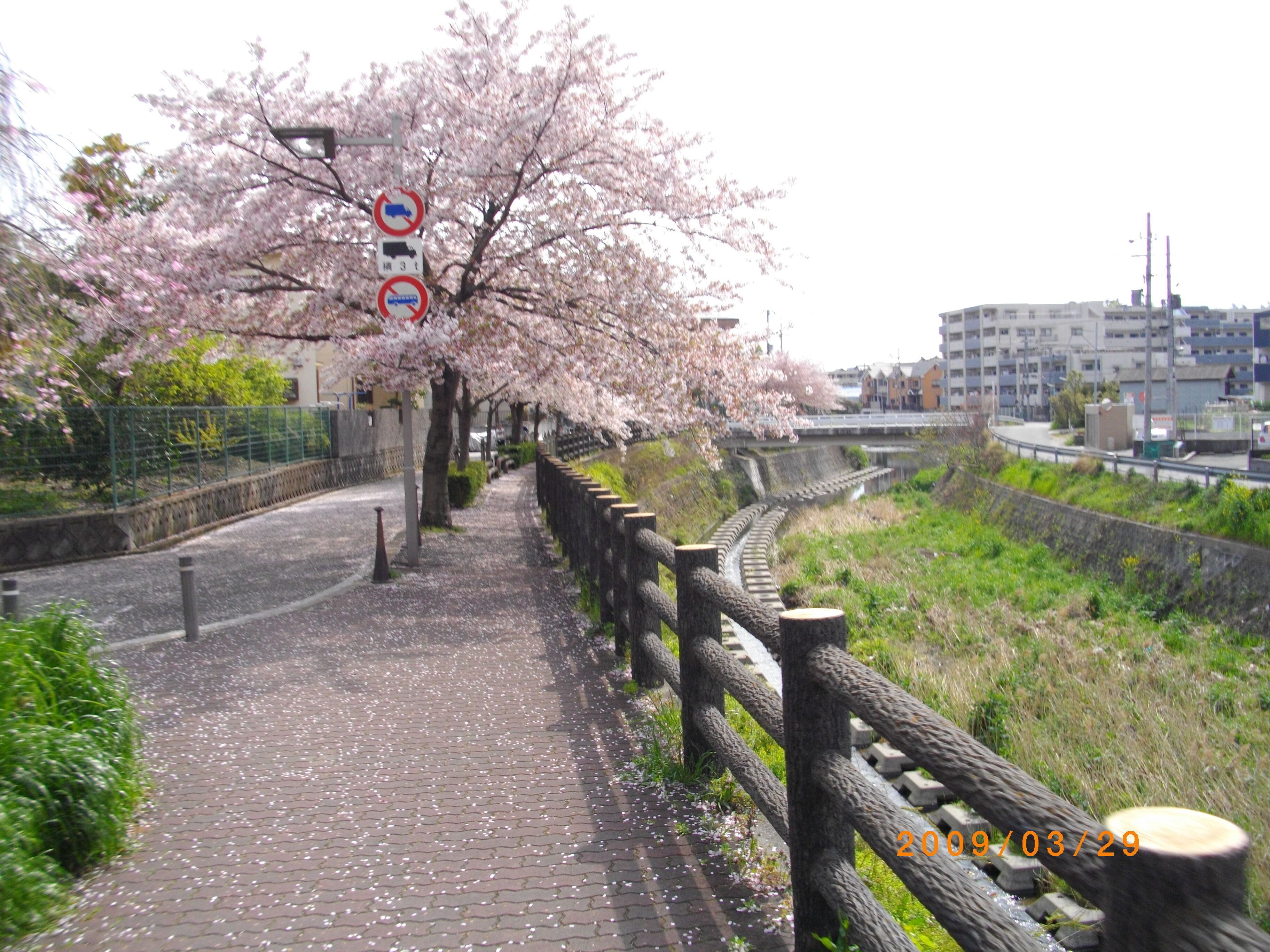 Un sendero bordeado de flores de cerezo con una valla de madera, un puente y edificios al fondo.