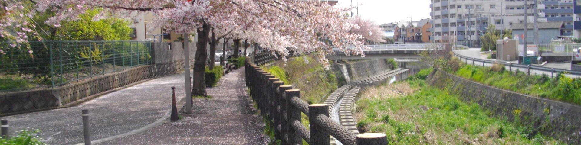 Un sendero bordeado de flores de cerezo con una valla de madera, un puente y edificios al fondo.
