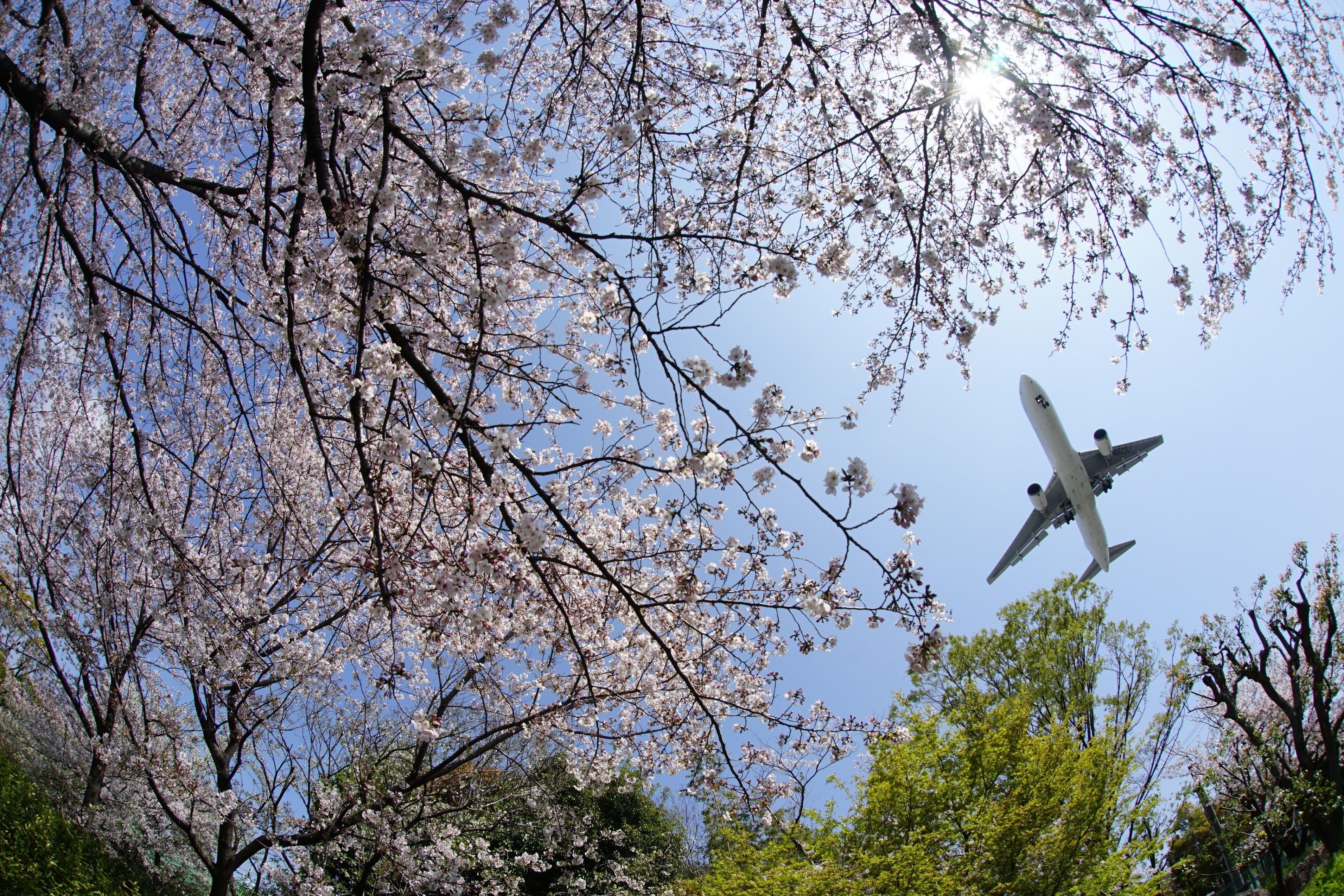 Airliner approaching to OSAKA ITAMI airport with cherry blossom in full bloom
