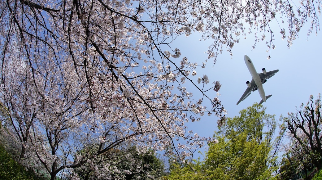 Airliner approaching to OSAKA ITAMI airport with cherry blossom in full bloom