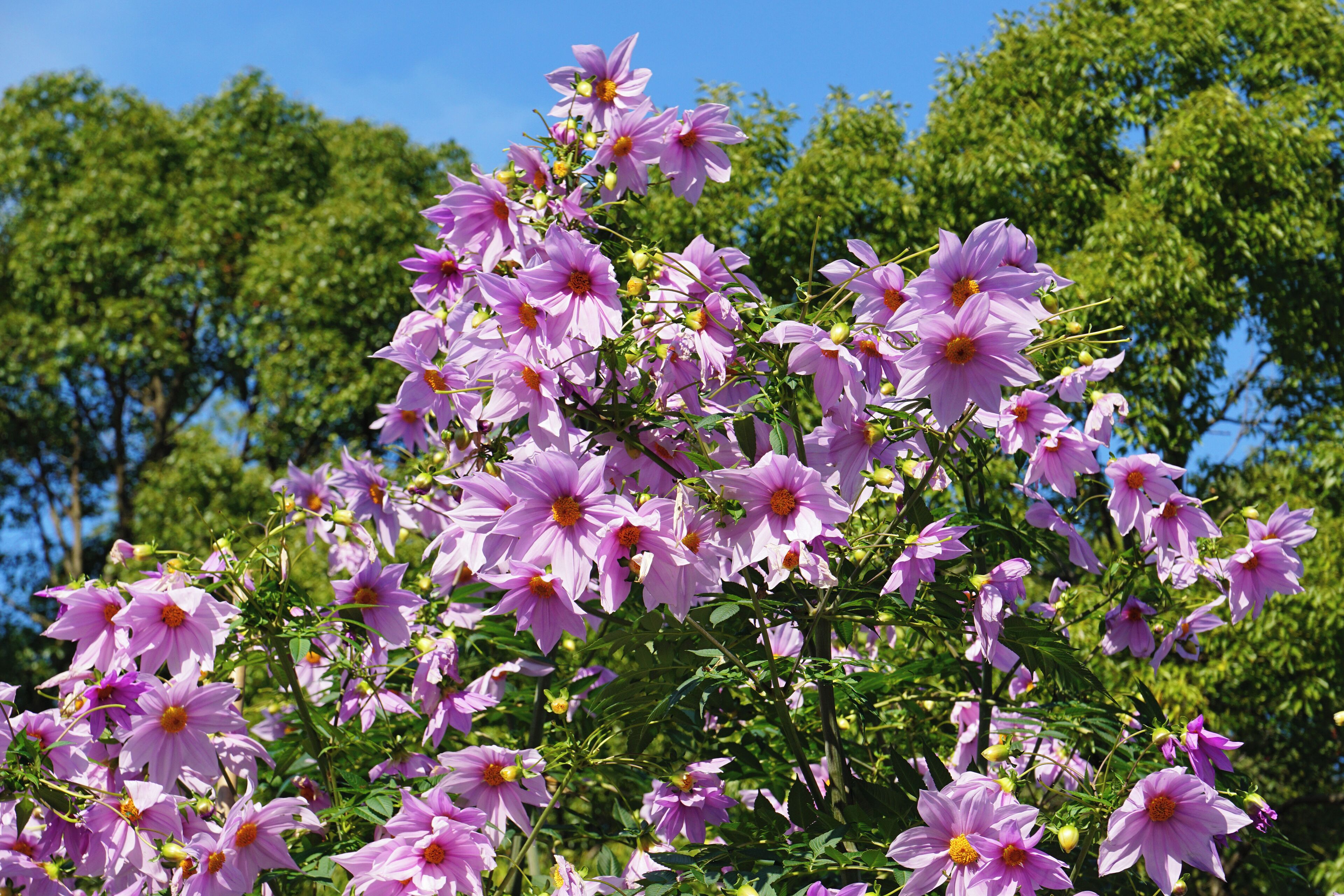 Hattori Ryokuchi in Osaka prefecture, Japan
