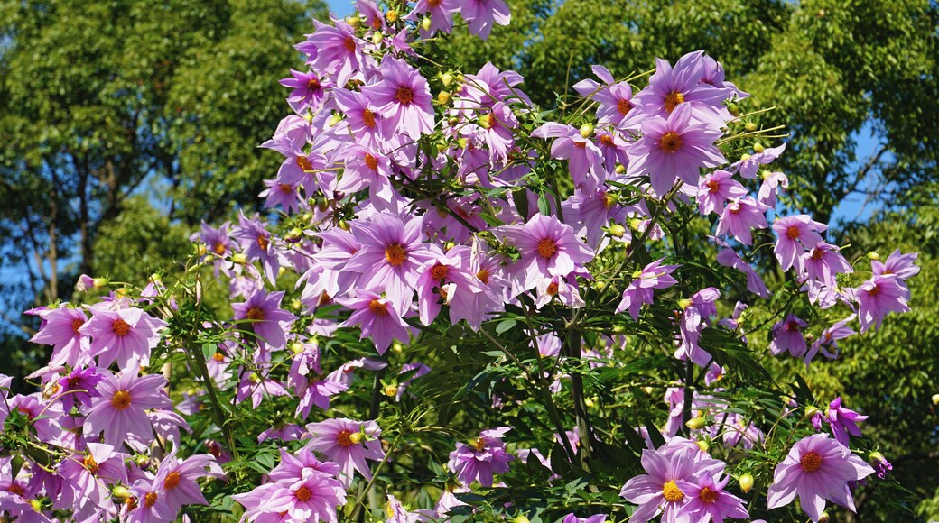 Hattori Ryokuchi in Osaka prefecture, Japan