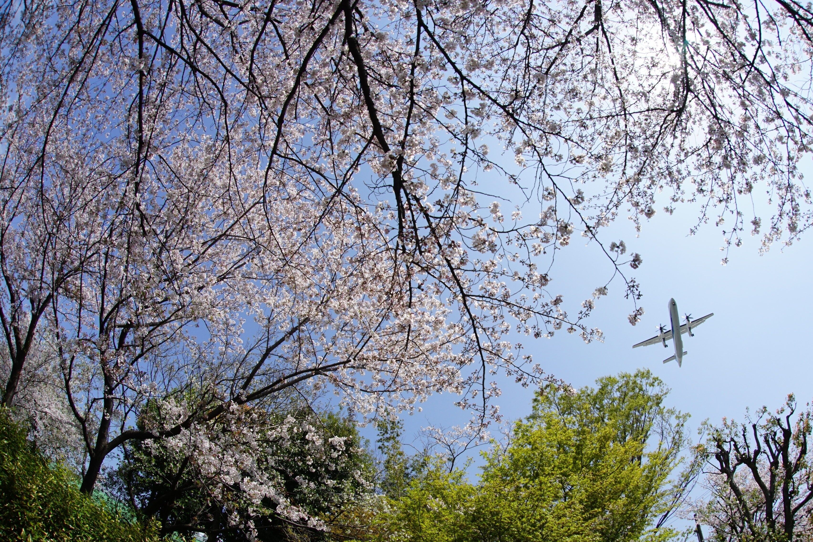 Airliner approaching to OSAKA ITAMI airport with cherry blossom in full bloom