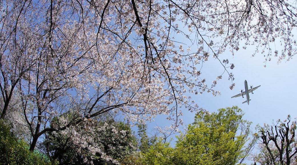 Airliner approaching to OSAKA ITAMI airport with cherry blossom in full bloom