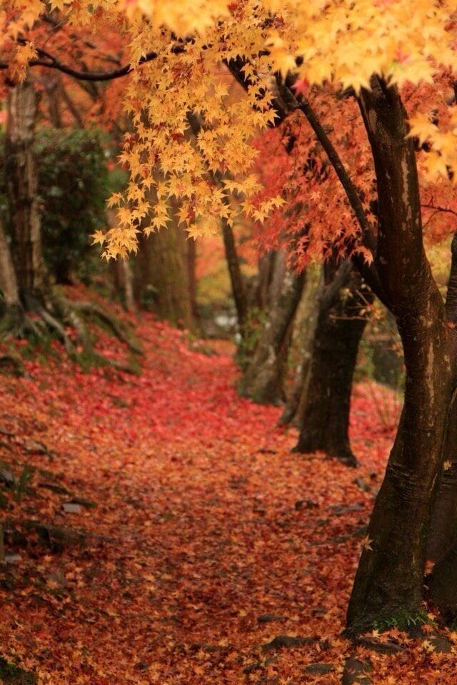 Beautiful autumn with red and yellow leaves. #colorful
