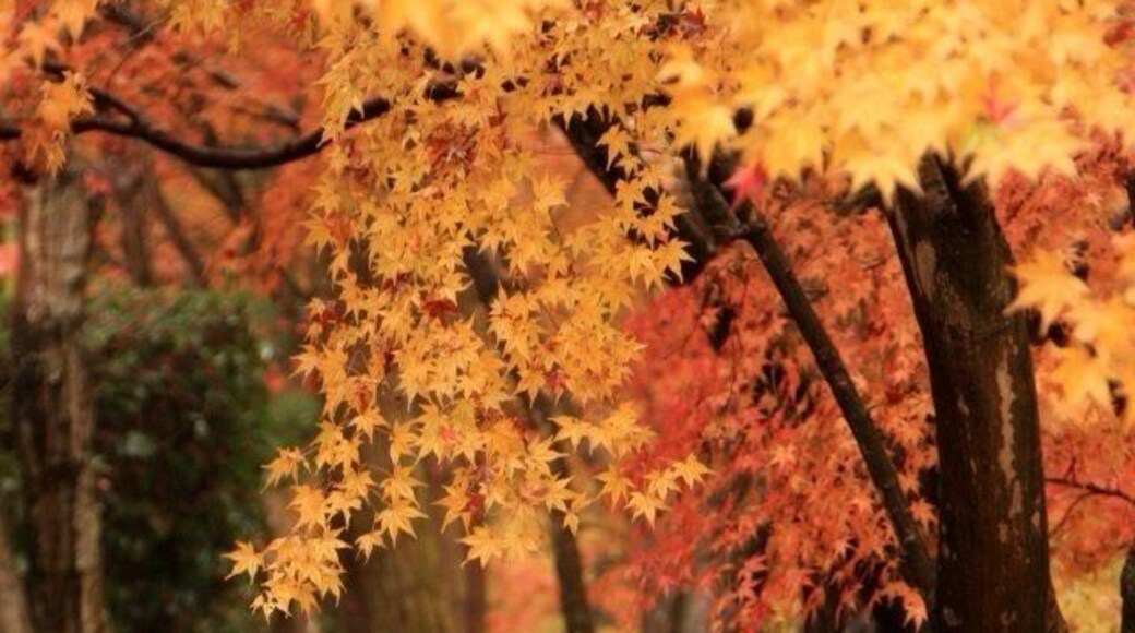 Beautiful autumn with red and yellow leaves. #colorful