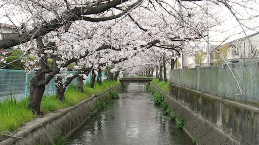玉串川 (大阪府八尾市)