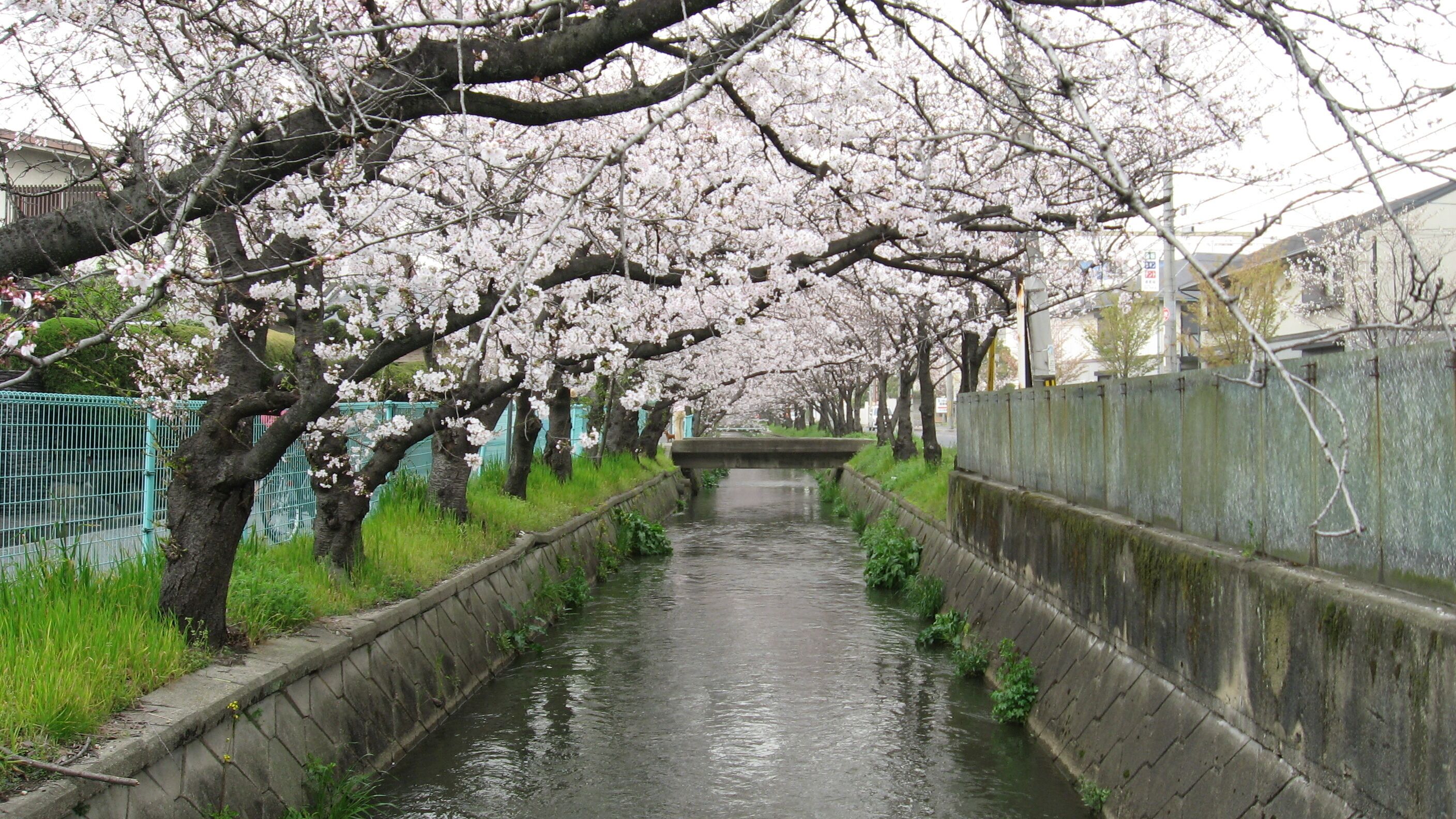 A narrow waterway flanked by cherry blossom trees in full bloom, a stone wall on one side, and a metal fence on the other.