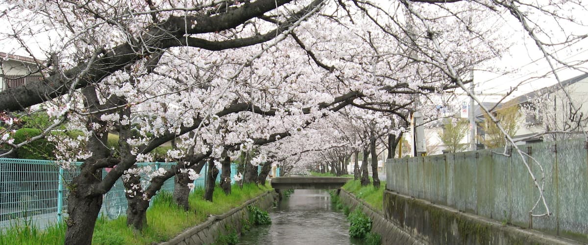 A narrow waterway flanked by cherry blossom trees in full bloom, a stone wall on one side, and a metal fence on the other.