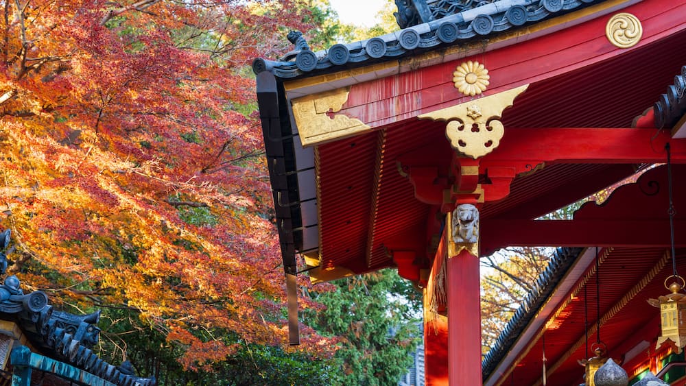 Architectural details and buildings of Iwashimizu Hachimangu Shrine surrounded by beautiful autumn foliage.