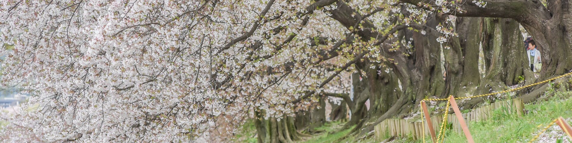 Un sendero bordeado de cerezos en flor, con gente caminando y sentada.