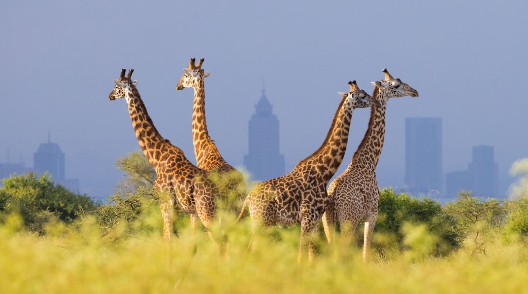Giraffes and skyscrapers of Nairobi, Nairobi National Park, Kenya