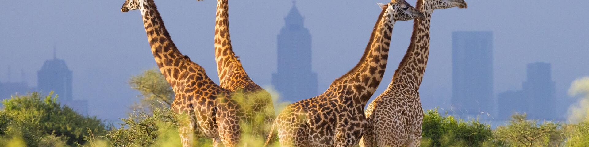 Giraffes and skyscrapers of Nairobi, Nairobi National Park, Kenya